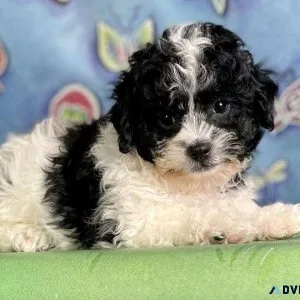 Male Shihpoo