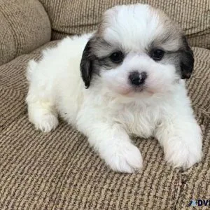 Maltipoo puppies available