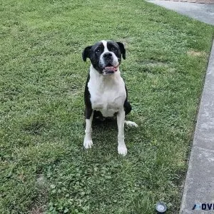 Black and White Boxer