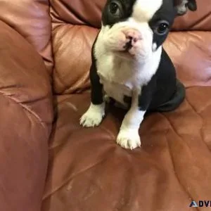 Boston Terrier Puppies