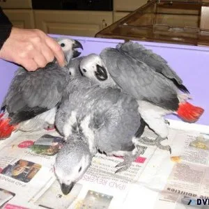 Babies Grey Congo African With Cage Text (516) 440 6916