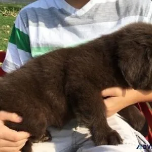 Fabulous  Newfoundland Puppies