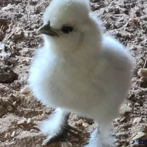 Chickens