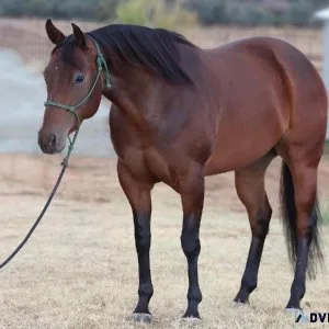 Gentle Mare ShowPleasure (Juicy)