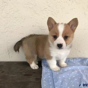 Lovely Corgi puppies