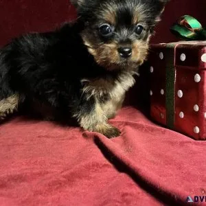 Yorkie Tcup Baby Girl