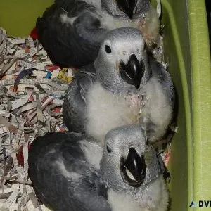 Hand fed Babies African Grey Parrots