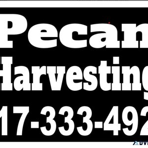 Pecan Harvesting