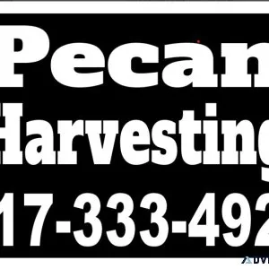 Pecan Harvesting