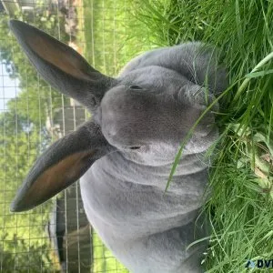 Female Rex Rabbit