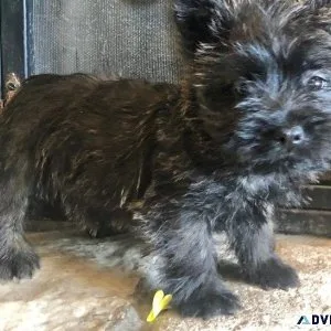 Adorable Cairn Terrier puppies