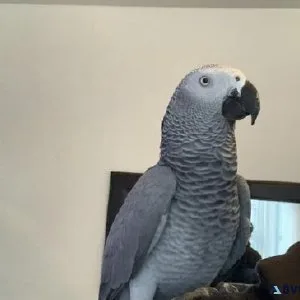 African Grey Parrot fantastic talker