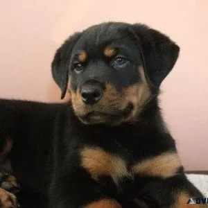 mushy every German rottweiler puppies for Sale
