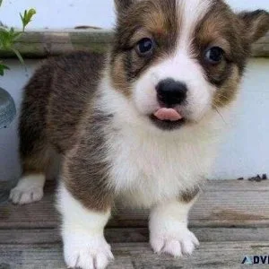 Healthy Welsh Corgi Available for a Forever Home