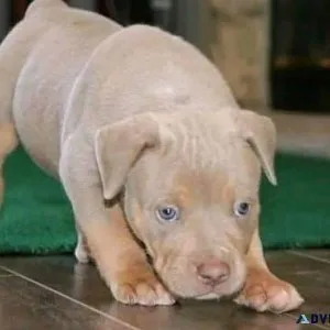 Adorable baby pitbull puppies for adoption