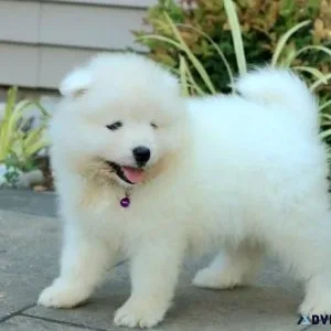 AKC Registered Samoyed Puppies for sale