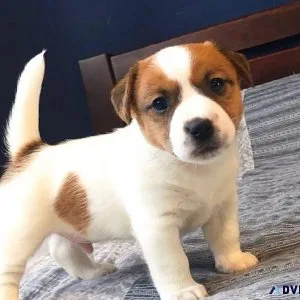 Fully Tested Jack Russell Terrier Puppies