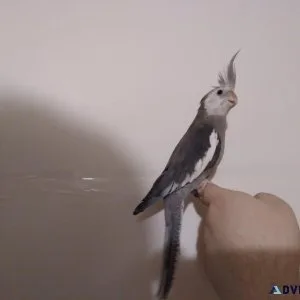Cockatiel W.F