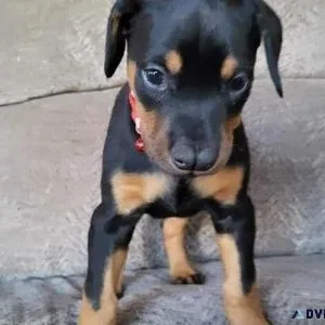 doberman pincher