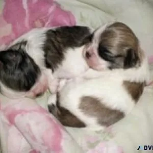 CKC Imperial Shih Tzu Puppies