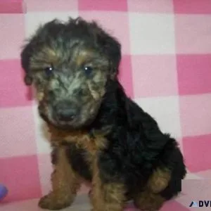 Welsh Terrier Puppies
