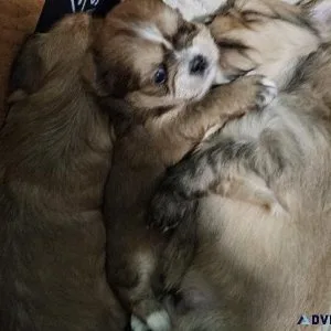 Non Shedding pups