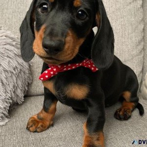 Amazing Miniature Dachshund Puppies For Adoption