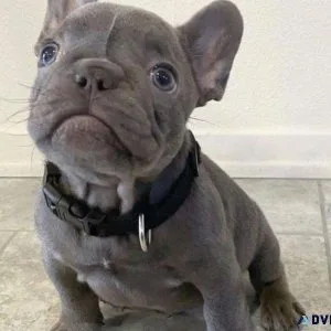 Super cute male and female French bulldog Puppies
