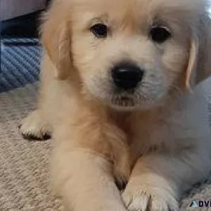 feghj Golden Retriever puppies