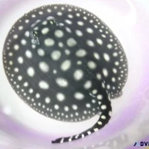 Aquarium BD Stingray