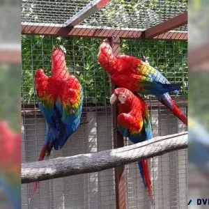 Well Tamed Scarlet Macaws For Sale With Large Cage and toys
