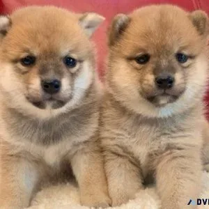 Purebred Healthy Shiba Inu Puppies.