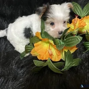 Female Parti Yorkie Puppy