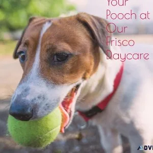 Dog Daycare Frisco