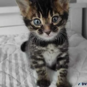 Gorgeous Bengal Kittens for sale