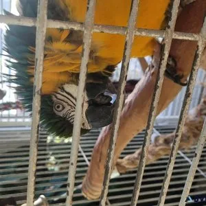 ROCCO the blue and gold macaw