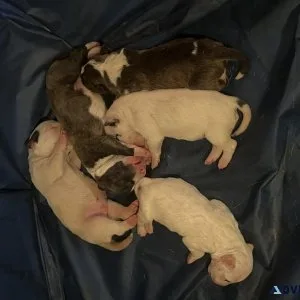 Bull terrier puppies