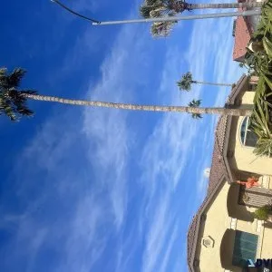 Tree service