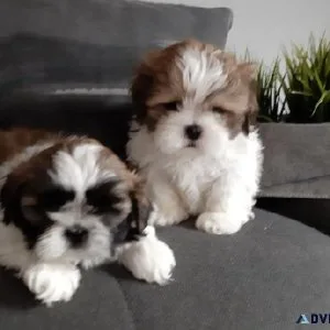 Super Shih tzu puppies