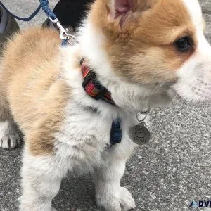 Pembroke Welsh Corgi puppies