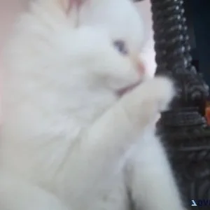 HOLIDAY JOY KITTEN