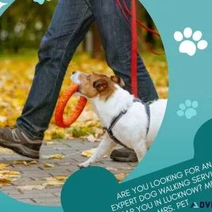 Expert Dog Walking Services Lucknow