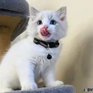 Ragdoll kittens to good homes.