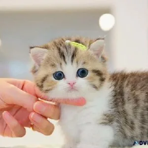 munchkin kittens for adoption