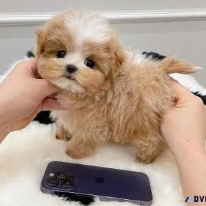 Maltipoo A.K.C. Puppies for Sale