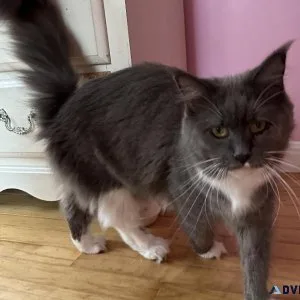 Maine Coon cat