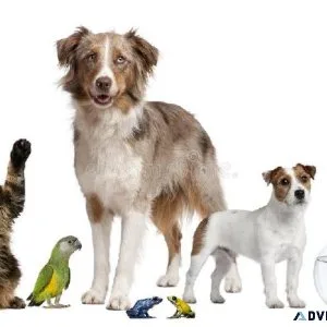 Super-PetMart Pet Supplies Shop