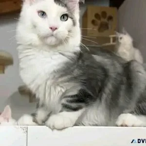 Silver Maine coon kittens for sale