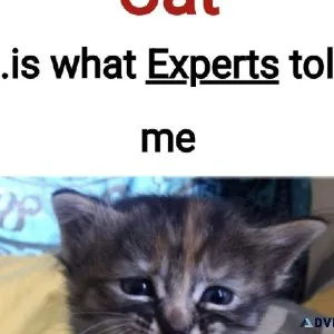 Cat Sparing No More