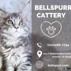 Exotic Shorthair Kittens for Sale  Bellspurr